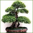 Bonsai